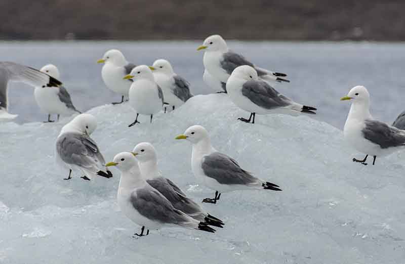 Black-legged Kittiwake - islas Svalbard - Noruega 4.jpg